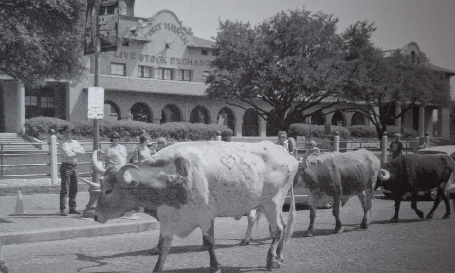 Ukázka z průvod stáda Fort Worth Herd.