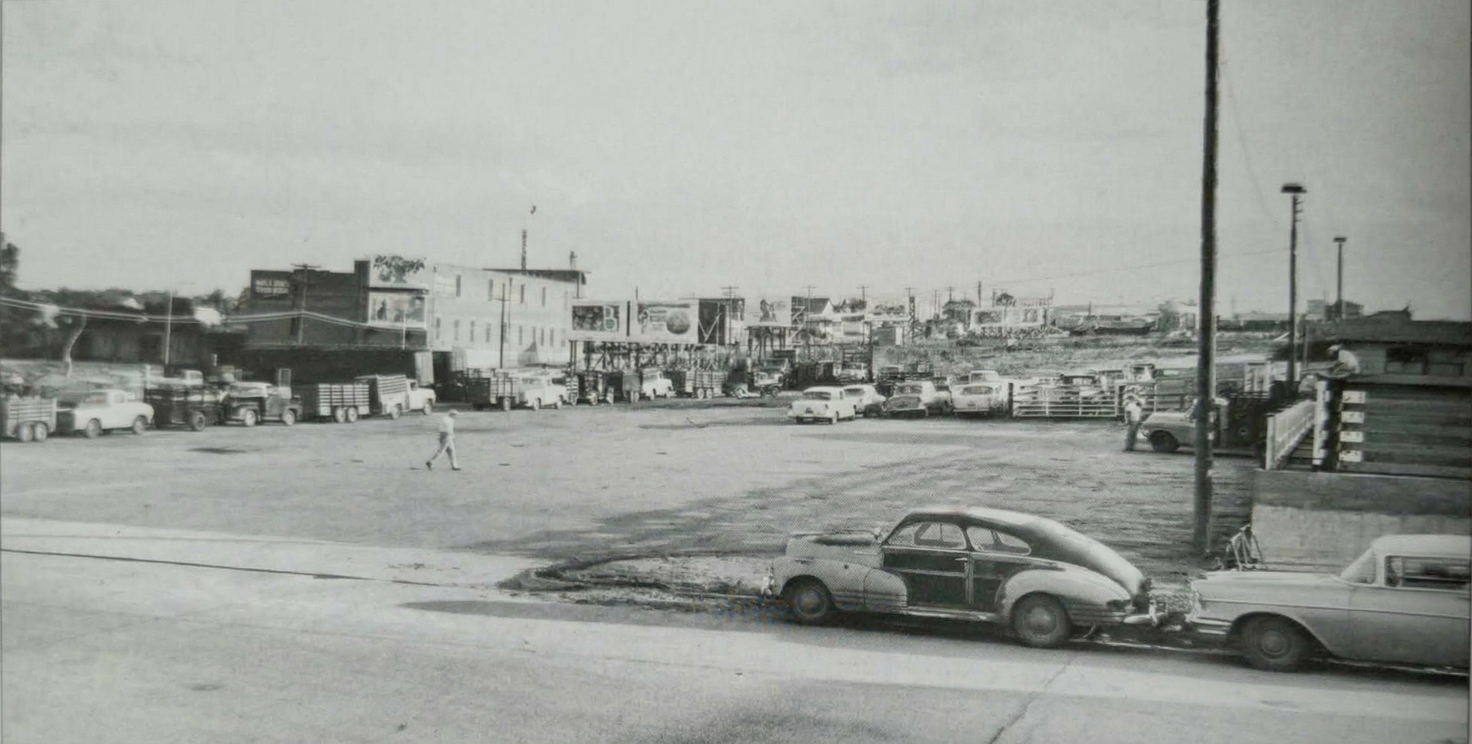 Řada pickupů čekající na vykládku skotu.