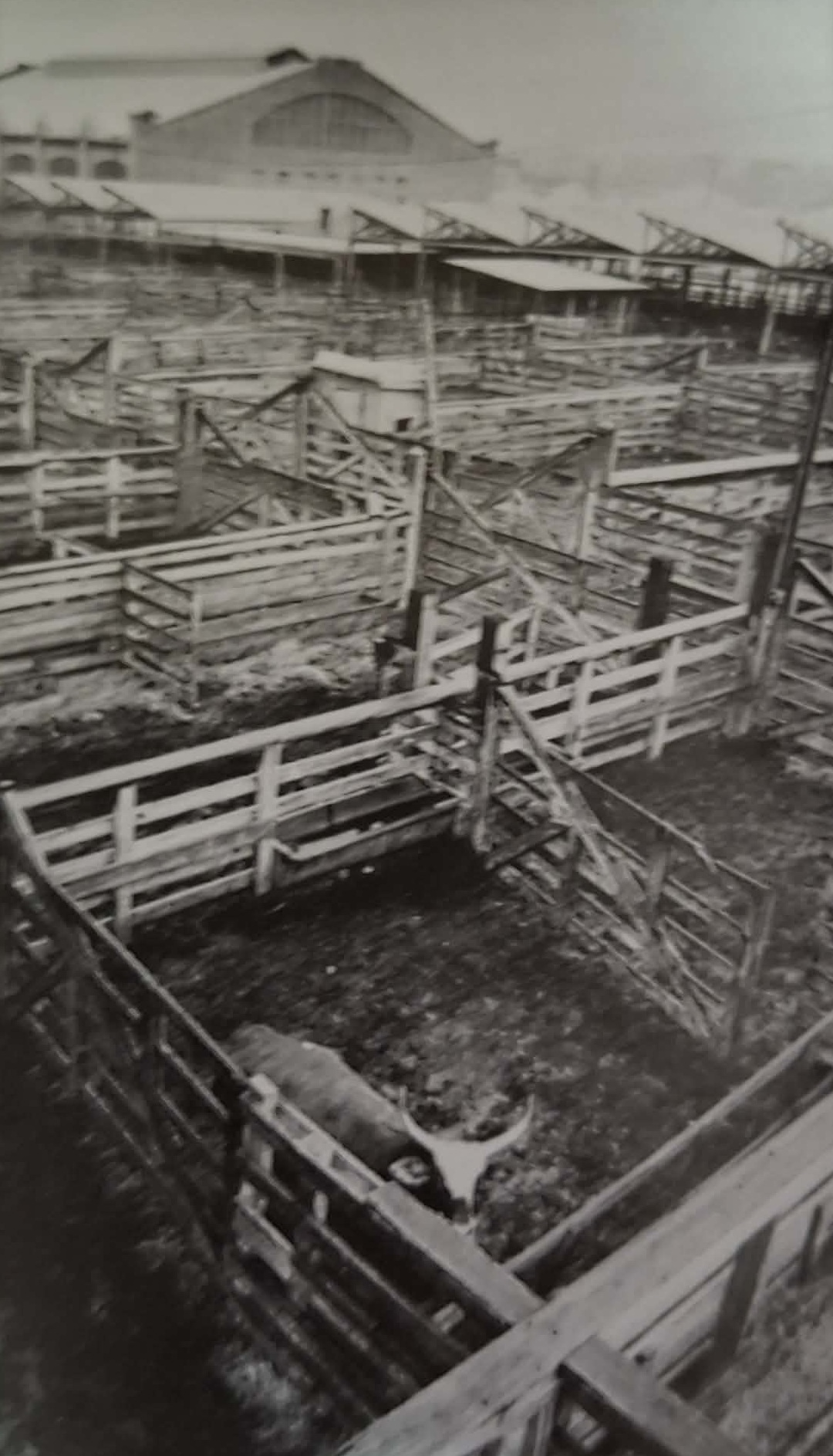 Osamělá kráva ohadě v březnu 1982.