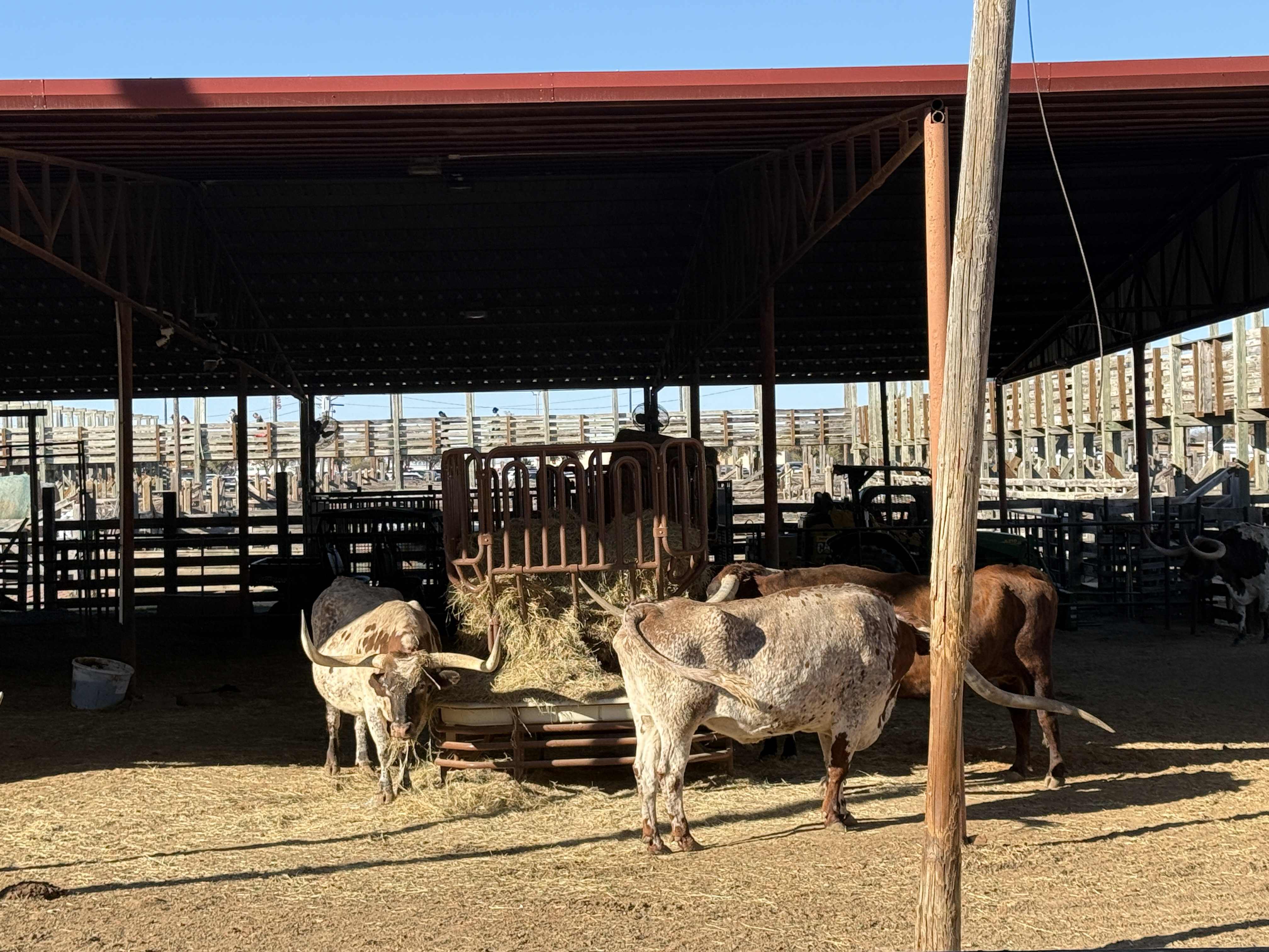 Texaský longhorn dobytek ve stínu přístřešku u žlabu se senem