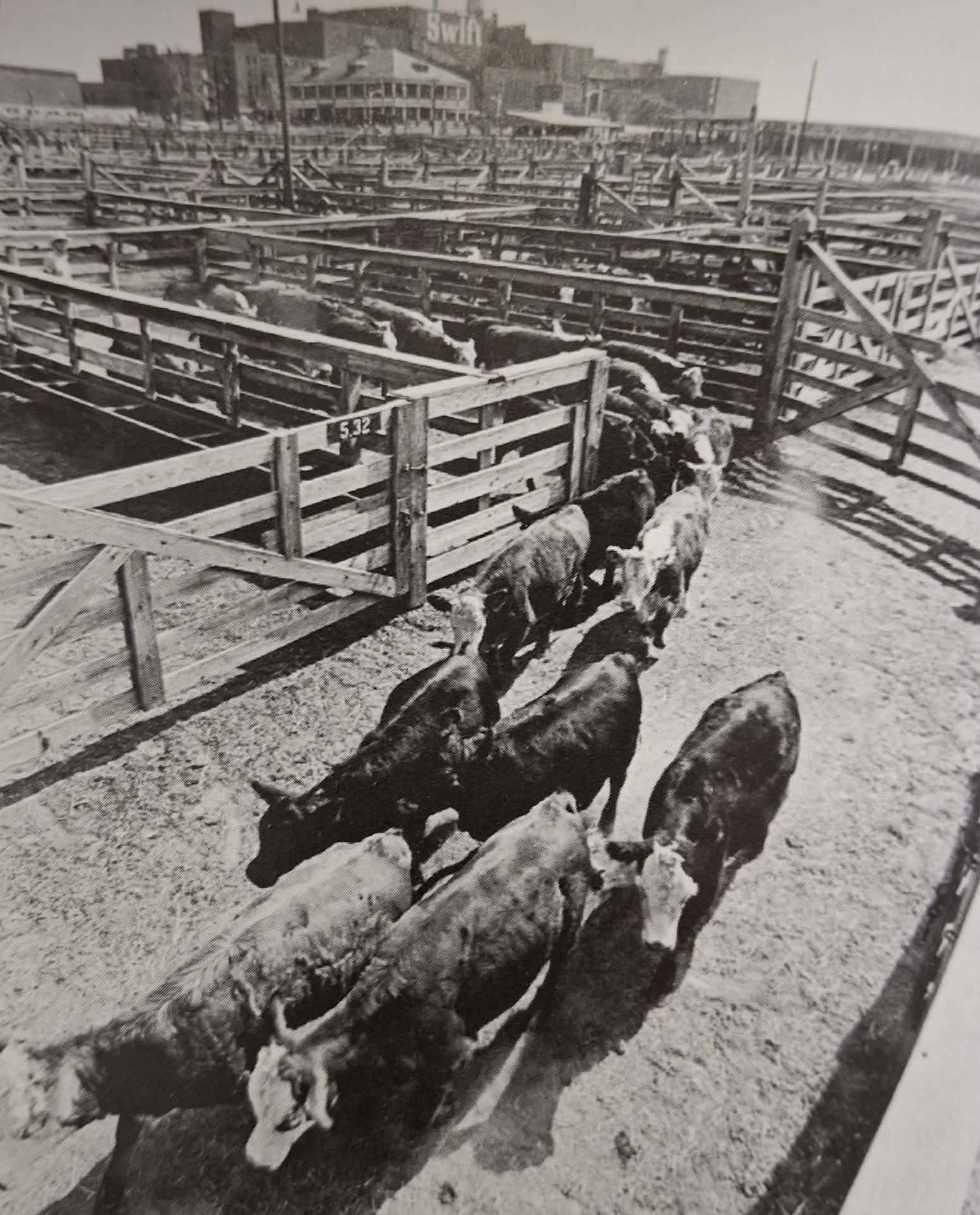 Dobytek před porážkou.