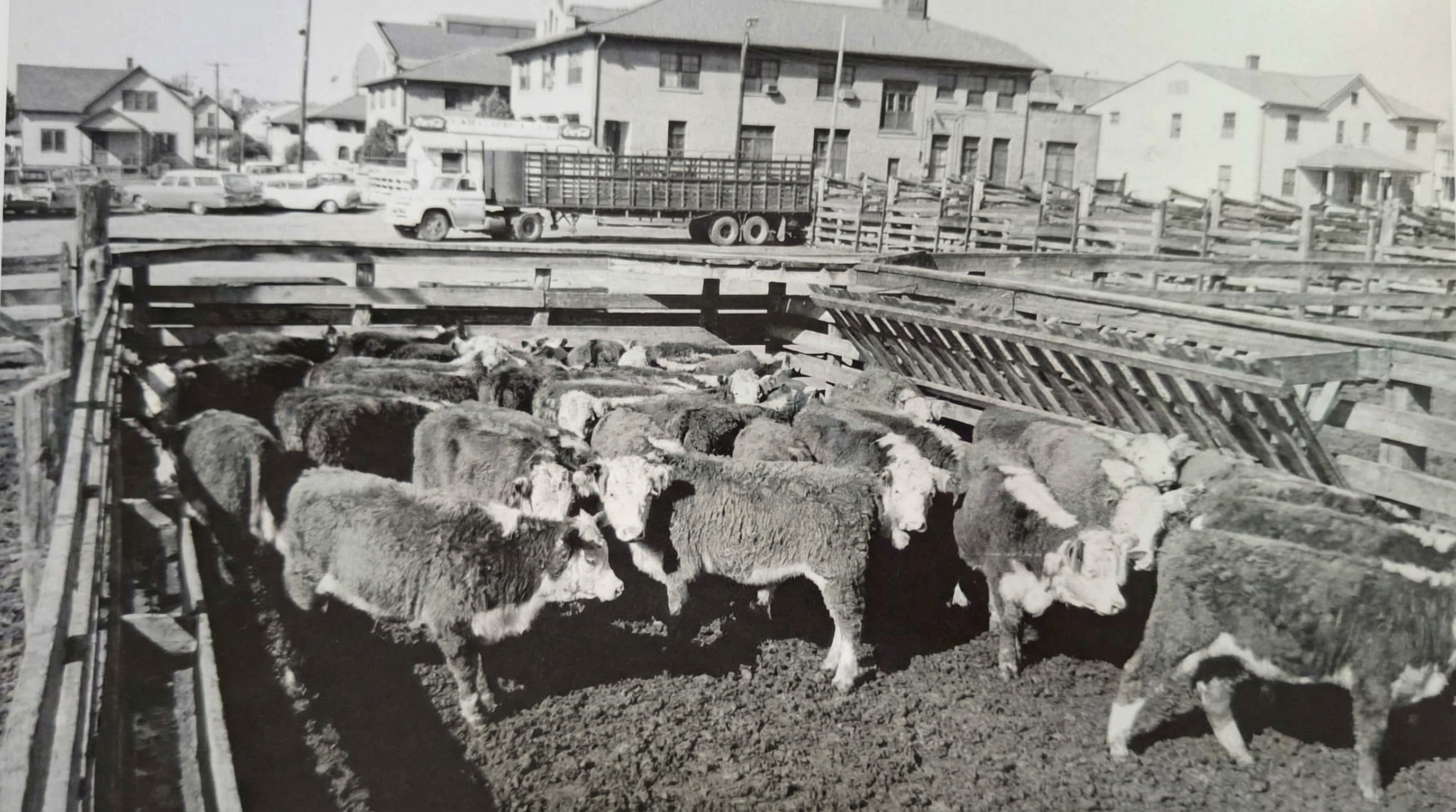 Ohrady s dobytkem blízko budovy Livestock Exchange