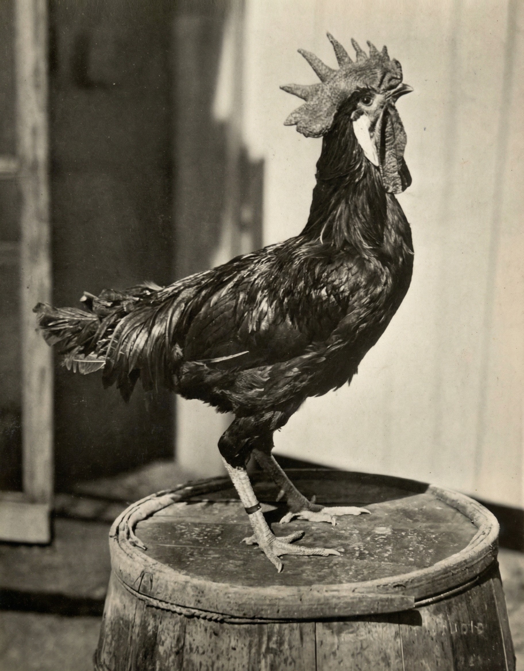 Kohout šampión na sudu.