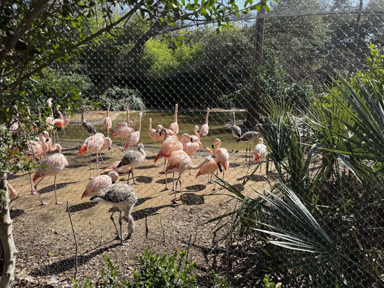 Hejno růžových plameňáků za pletivem u jezírka v zoo
