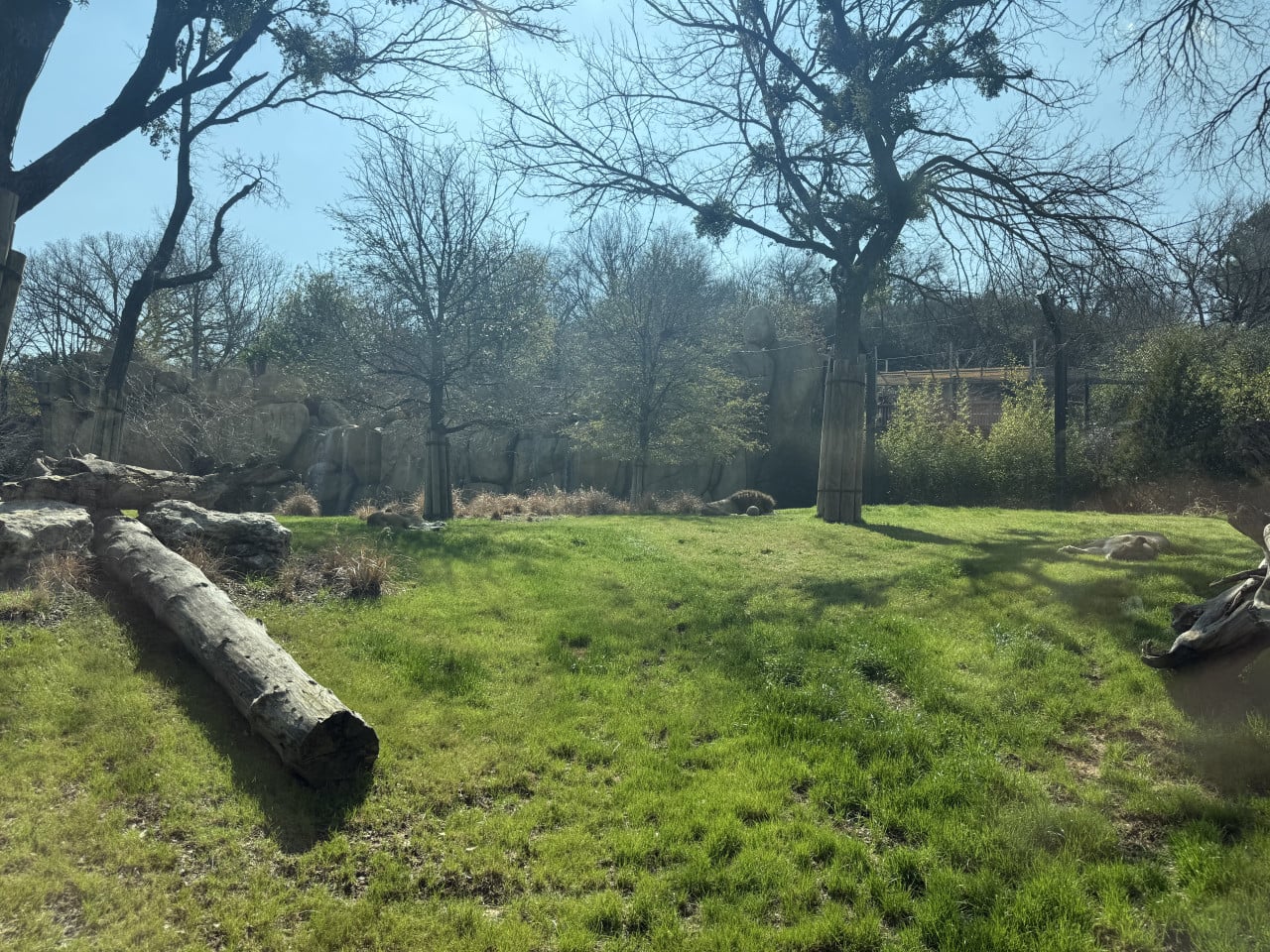 Zelený výběh v zoo s kameny, stromy a odpočívajícím lvem.