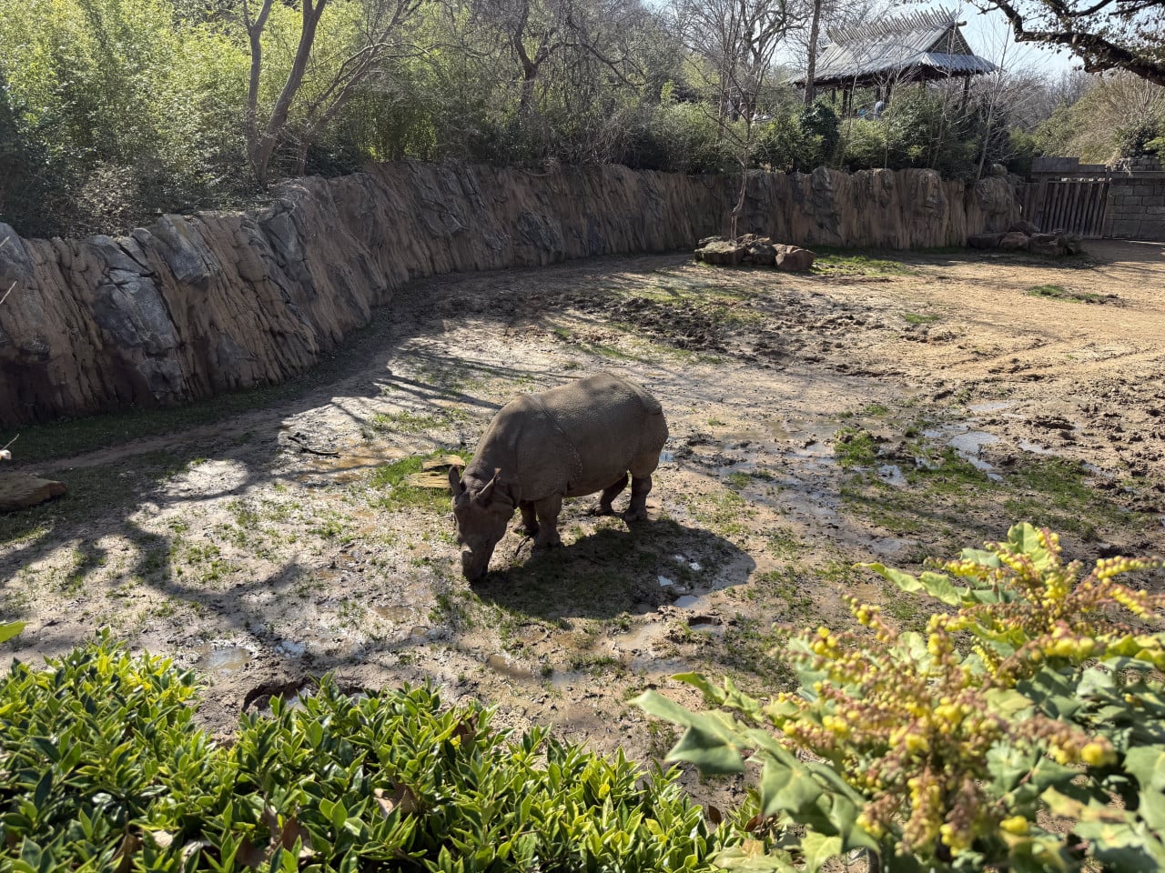 Nosorožec v bahnitém výběhu Fort Worth Zoo mezi skalami a stromy