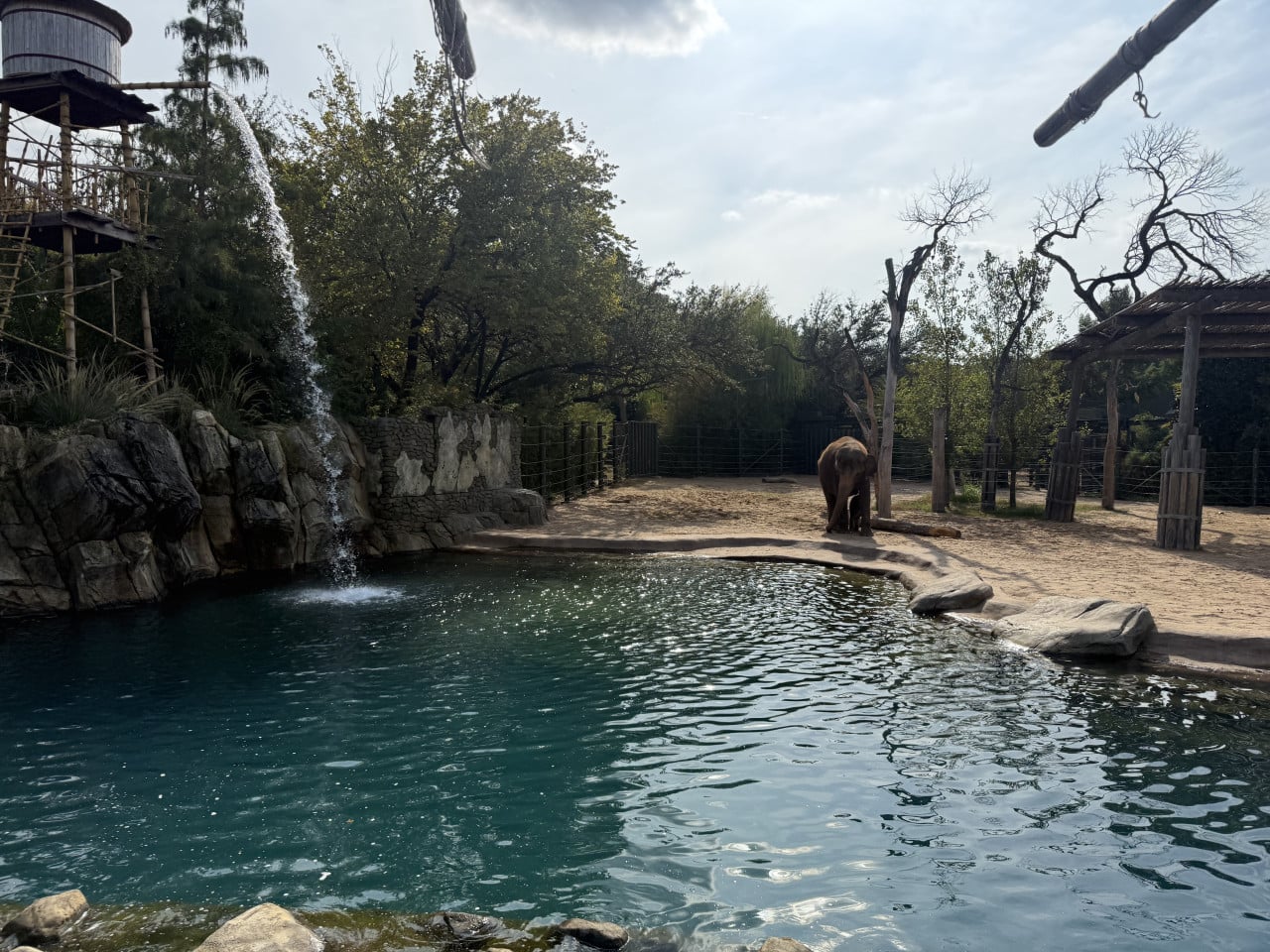 Slon v ohradě u tyrkysové laguny s vodopádem ve Fort Worth Zoo