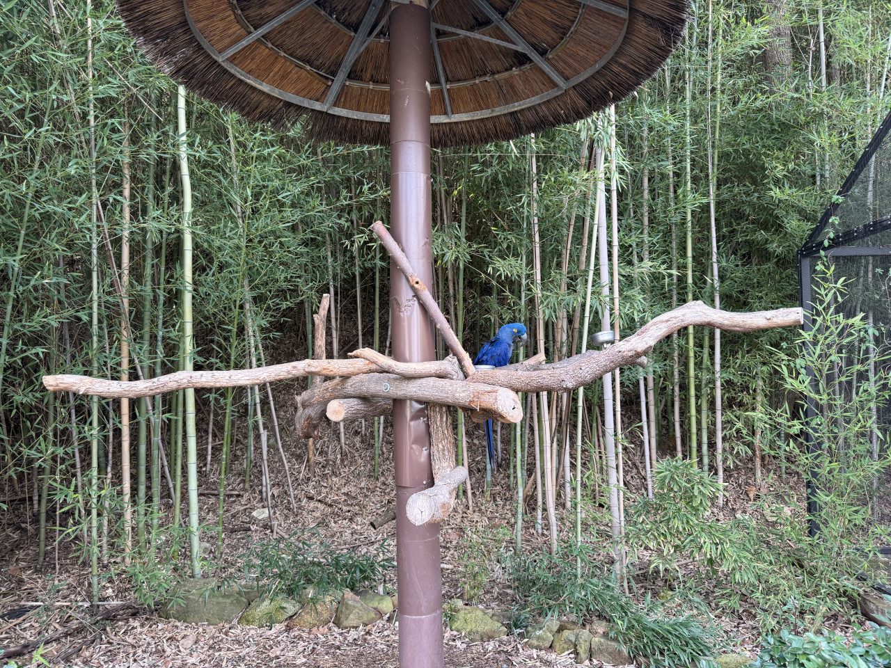 Modrý papoušek sedí na větvi v bambusovém výběhu zoo.