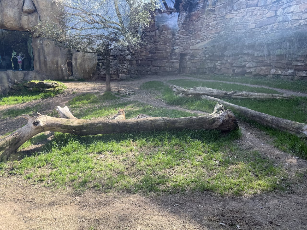 Výběh gepardů s kmeny, trávou a skalní stěnou v zoo