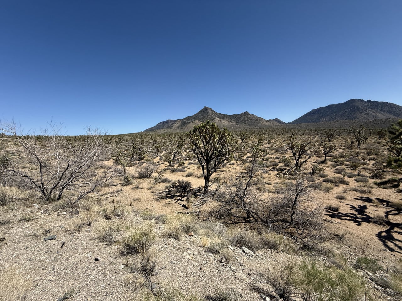 Pouštní krajina s Joshua trees a horským hřebenem pod modrou oblohou