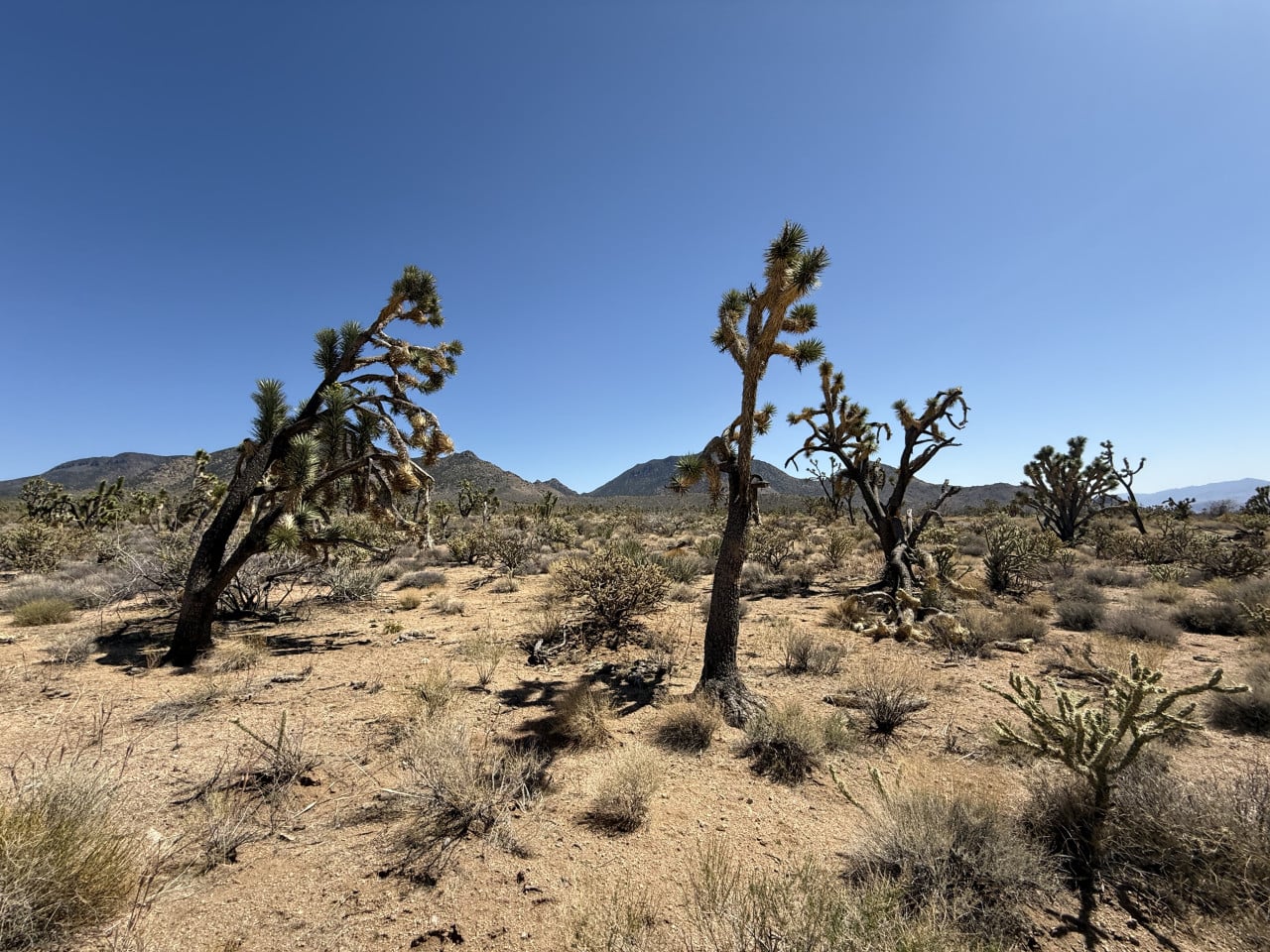 Poušť Mojave s Joshua Trees a horským horizontem pod modrou oblohou