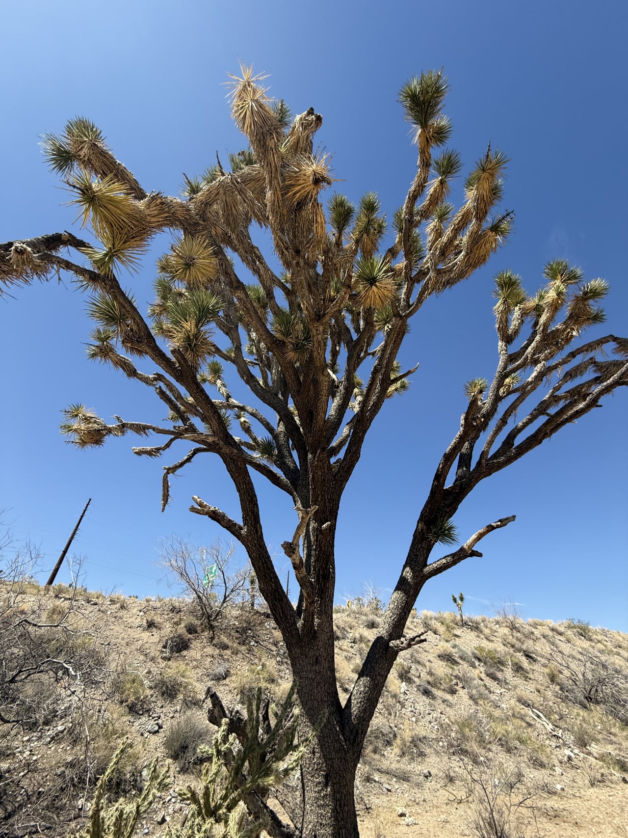 Joshua tree v poušti Mojave pod jasně modrou oblohou