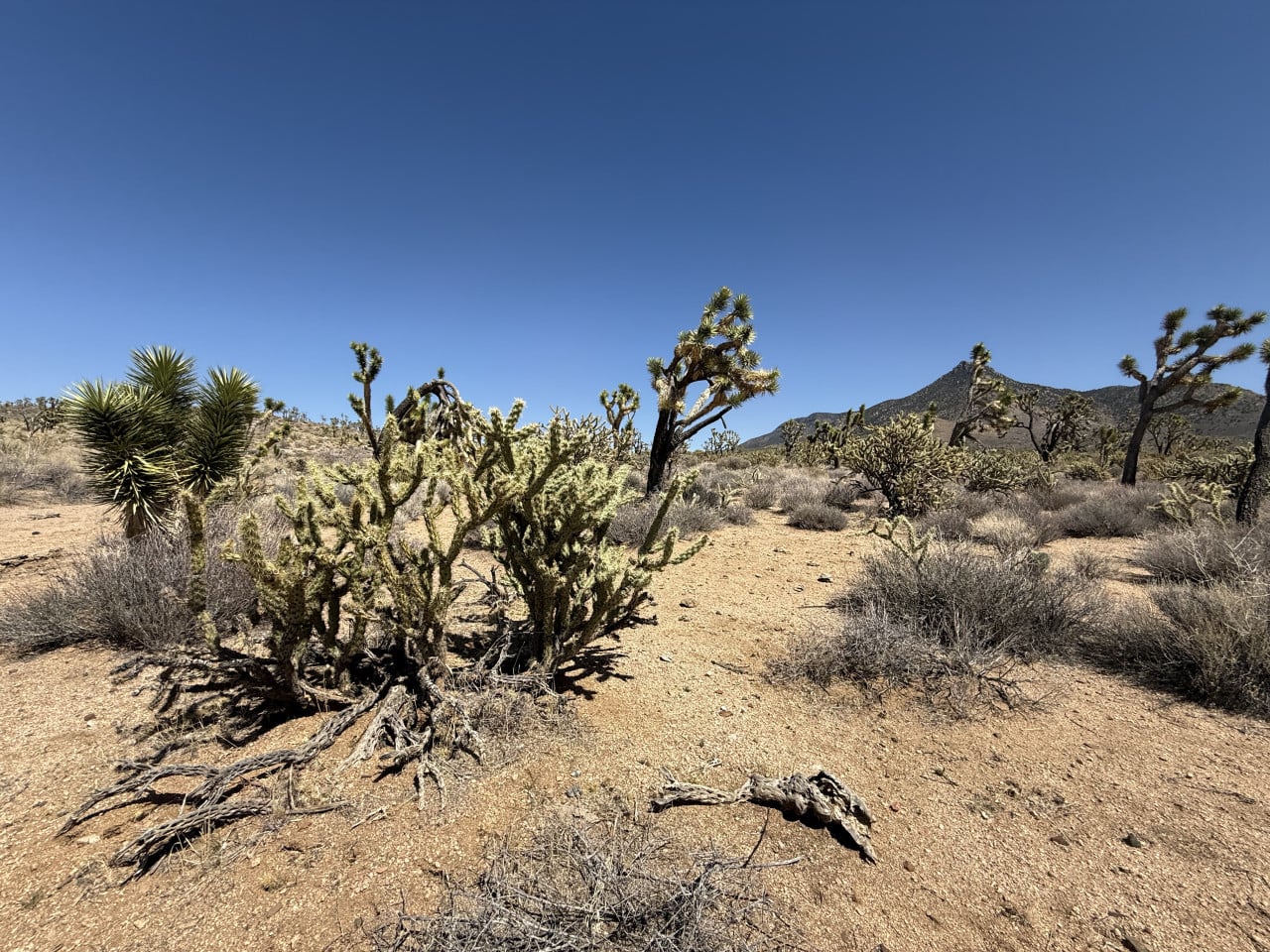 Pouštní krajina s Joshua trees pod jasně modrou oblohou