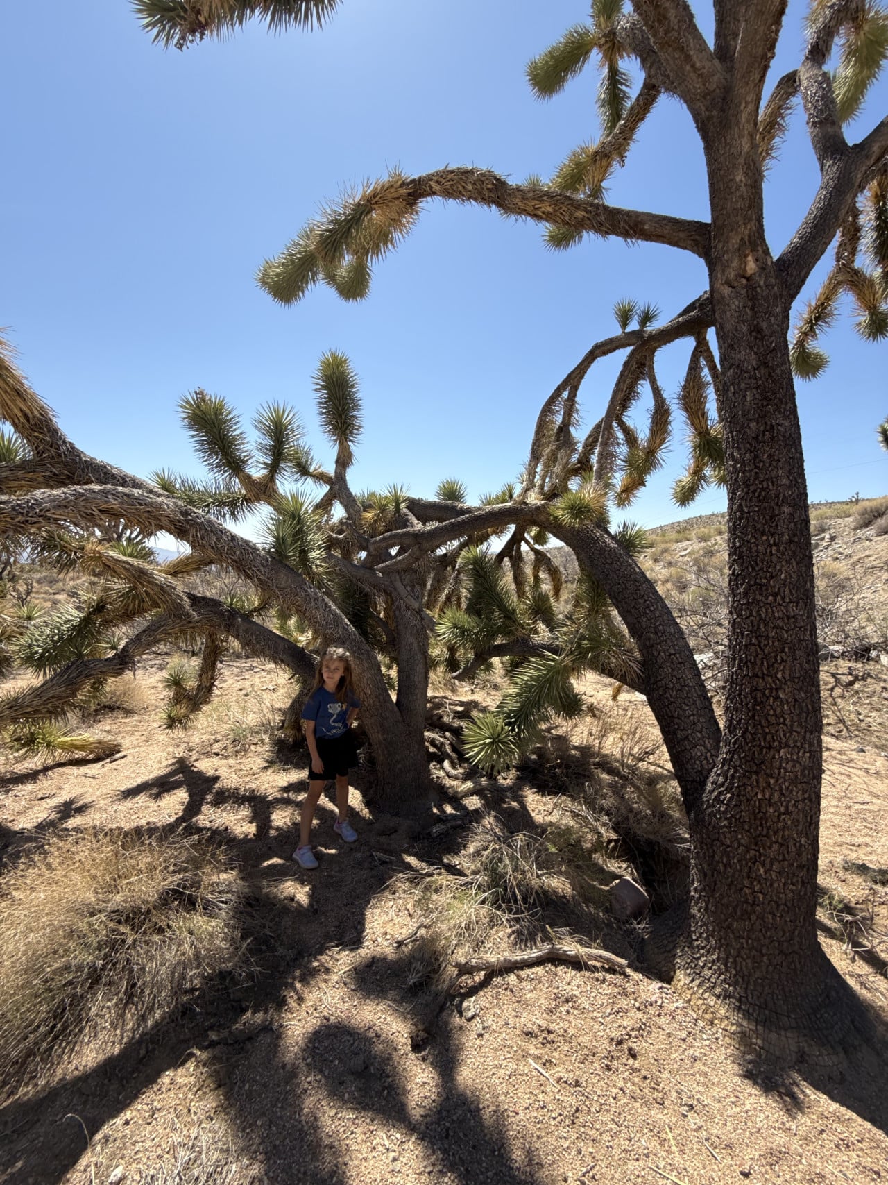 Dítě stojí mezi pouštními stromy Joshua Tree pod modrou oblohou.