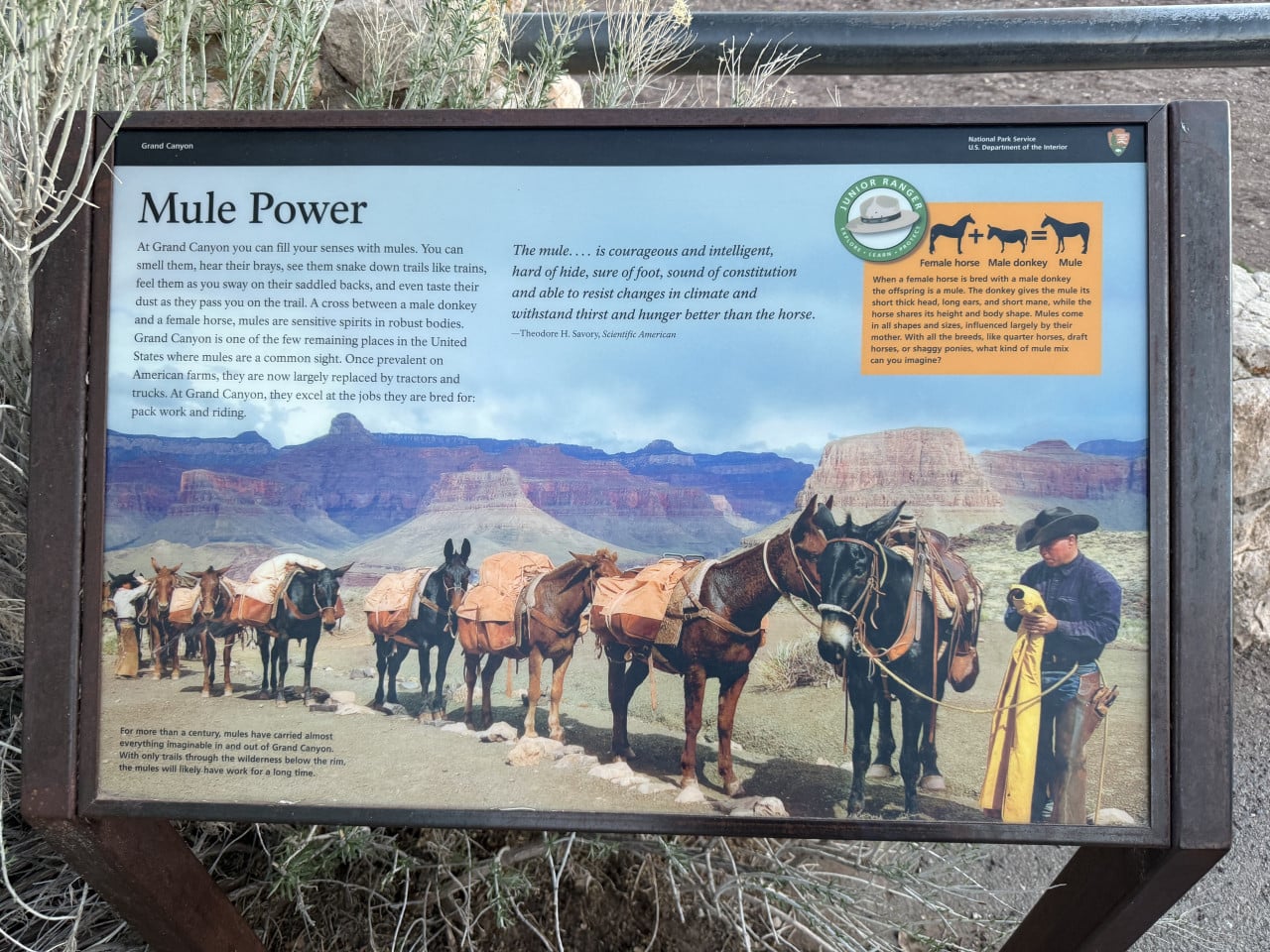 Informační cedule Mule Power s mulami a kaňonem Grand Canyon v pozadí