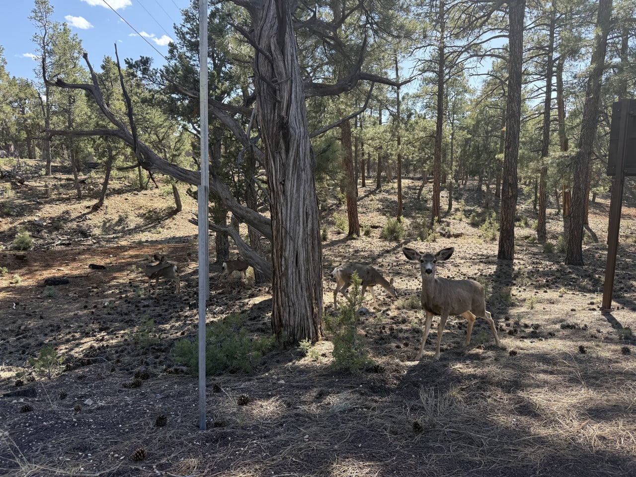 Srny mezi borovicemi u trailu v Grand Canyon Village, jedna zblízka hledí do kamery.