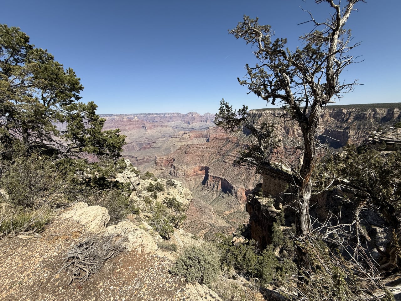 Pohled na Grand Canyon z trailu mezi stromy a skalami.