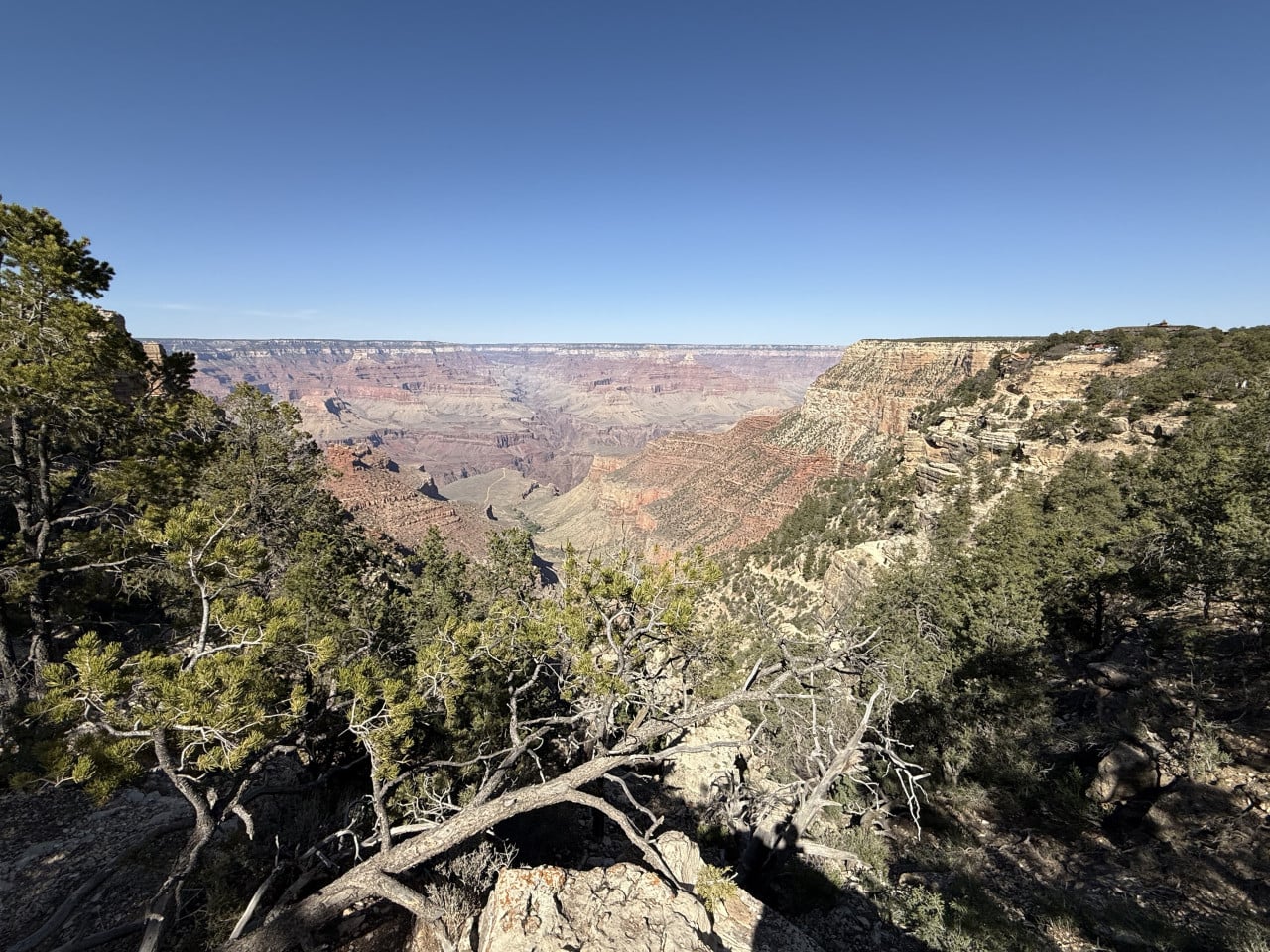 Pohled na Grand Canyon s borovicemi v popředí a skalnatými útesy vpravo
