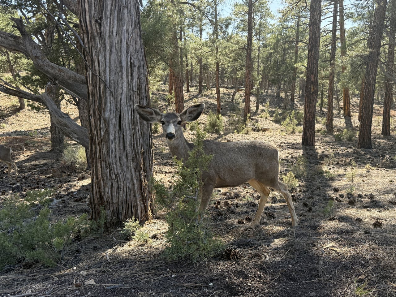 Srnka stojící u stromu v borovicovém lese na stezce u Grand Canyonu