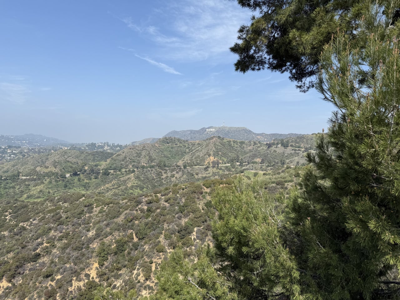 Pohled na Hollywood Sign z kopců Griffith Parku, modrá obloha a stromy v popředí