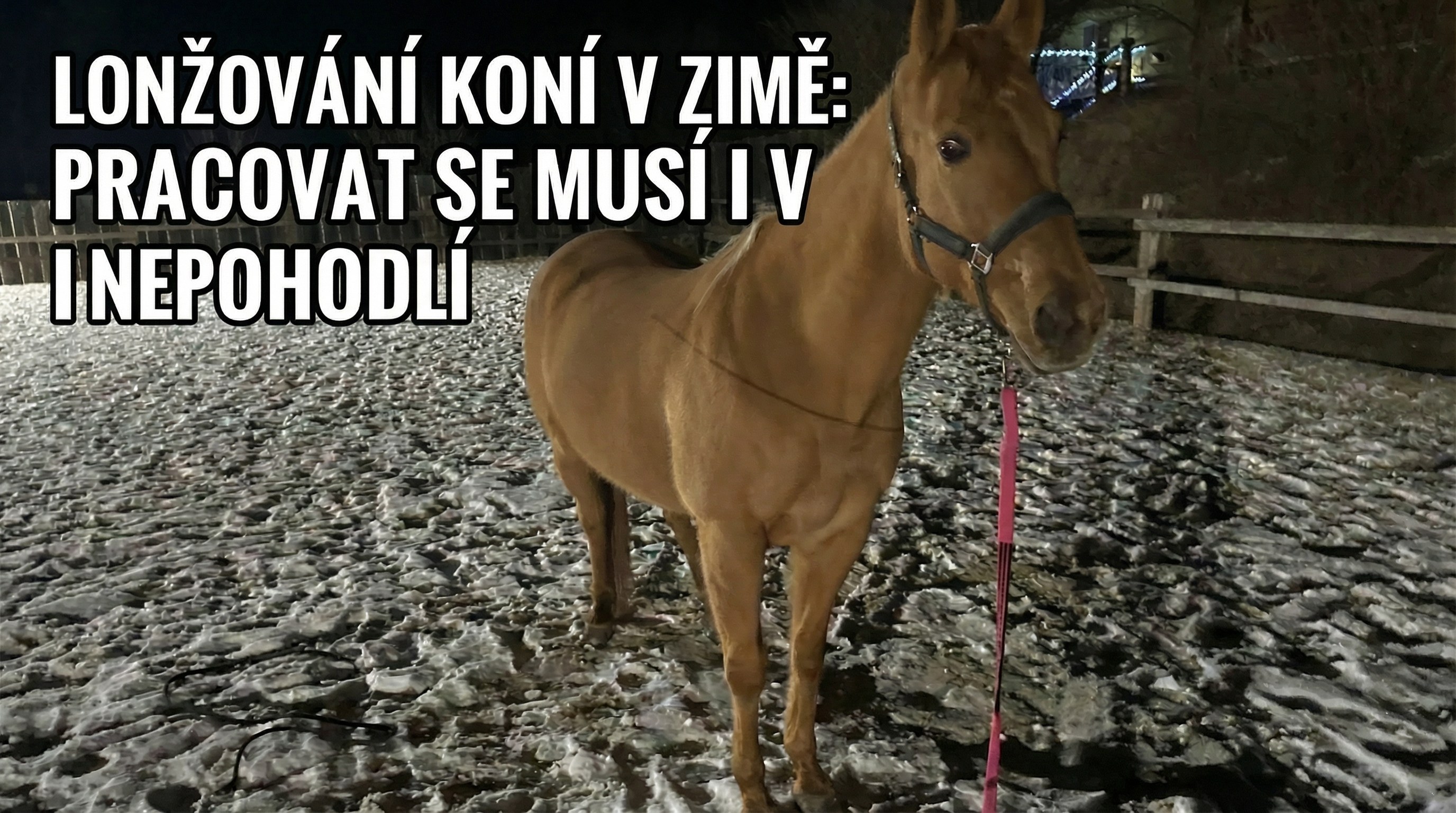 Lonžování koní v zimě: pracovat se musí i v nepohodlí