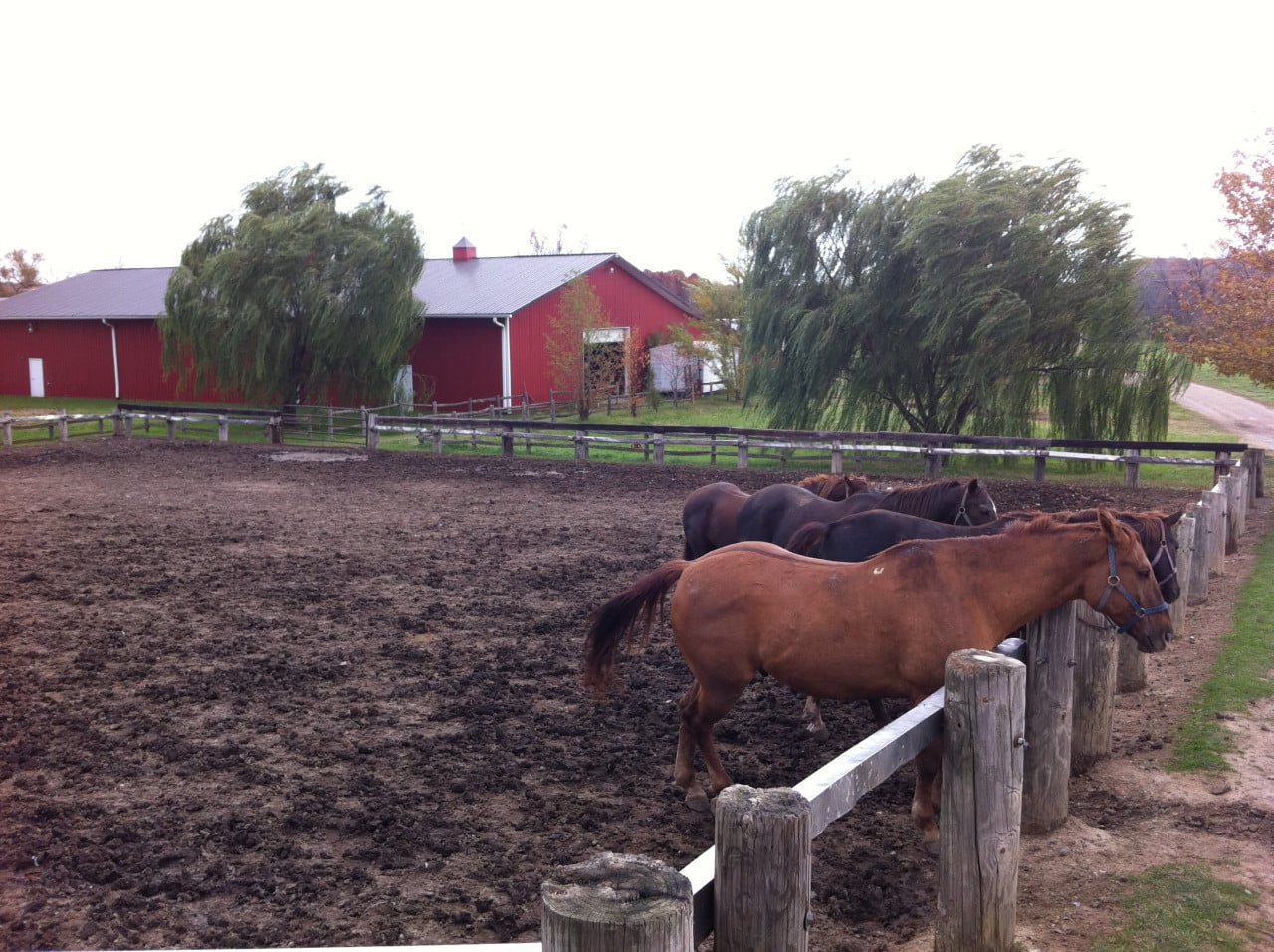 Koně ve výběhu u červené stodoly na farmě.