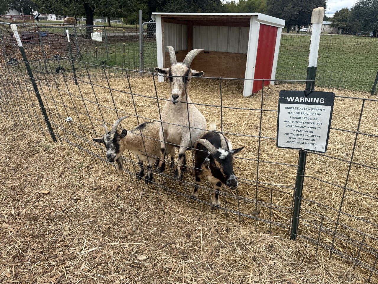 Tři kozy za plotem na farmě, vedle varovná cedule WARNING.