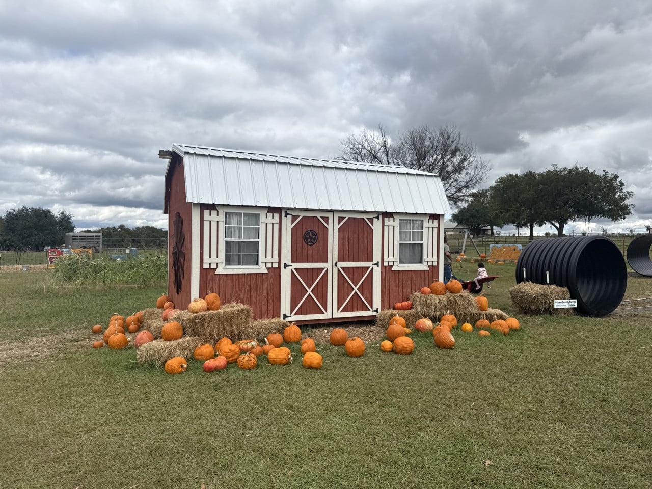 Pumpkin patch s červenou stodůlkou, balíky slámy a dýněmi pod zamračenou oblohou