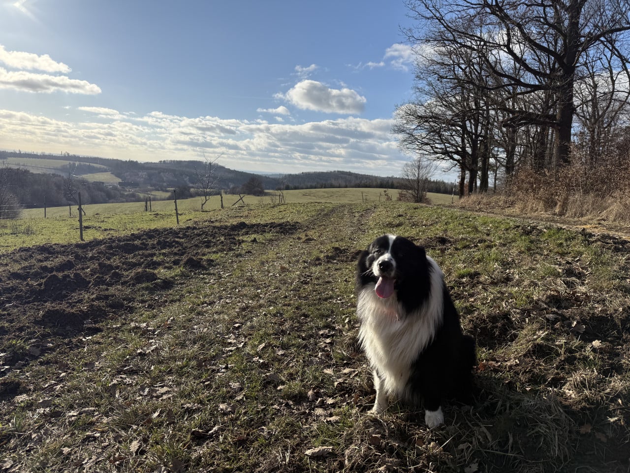 Navždy v mém srdci: Příběh australského ovčáka Marwella, který nám změnil život