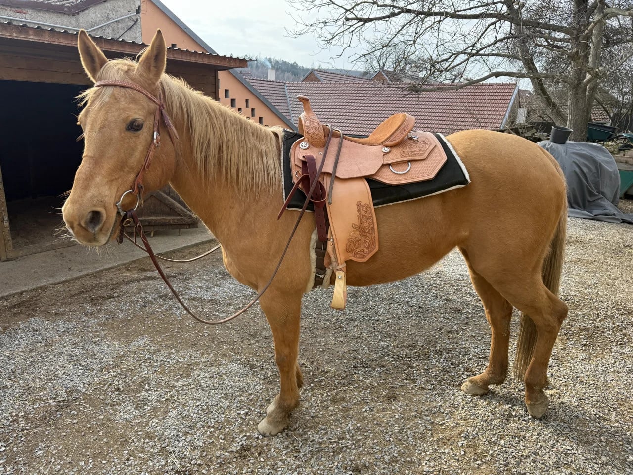 Světle hnědý kůň Frosty se sedlem stojí na dvoře u stájového přístřešku.