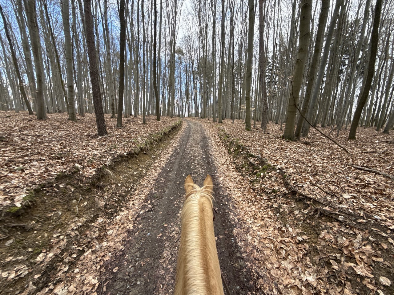 Pohled z koně na lesní cestu v Moravském krasu na jaře
