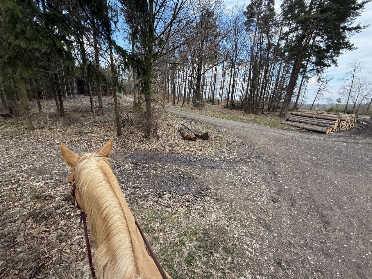 Pohled z hřbetu světle hnědé klisny na lesní cestu v Moravském krasu.