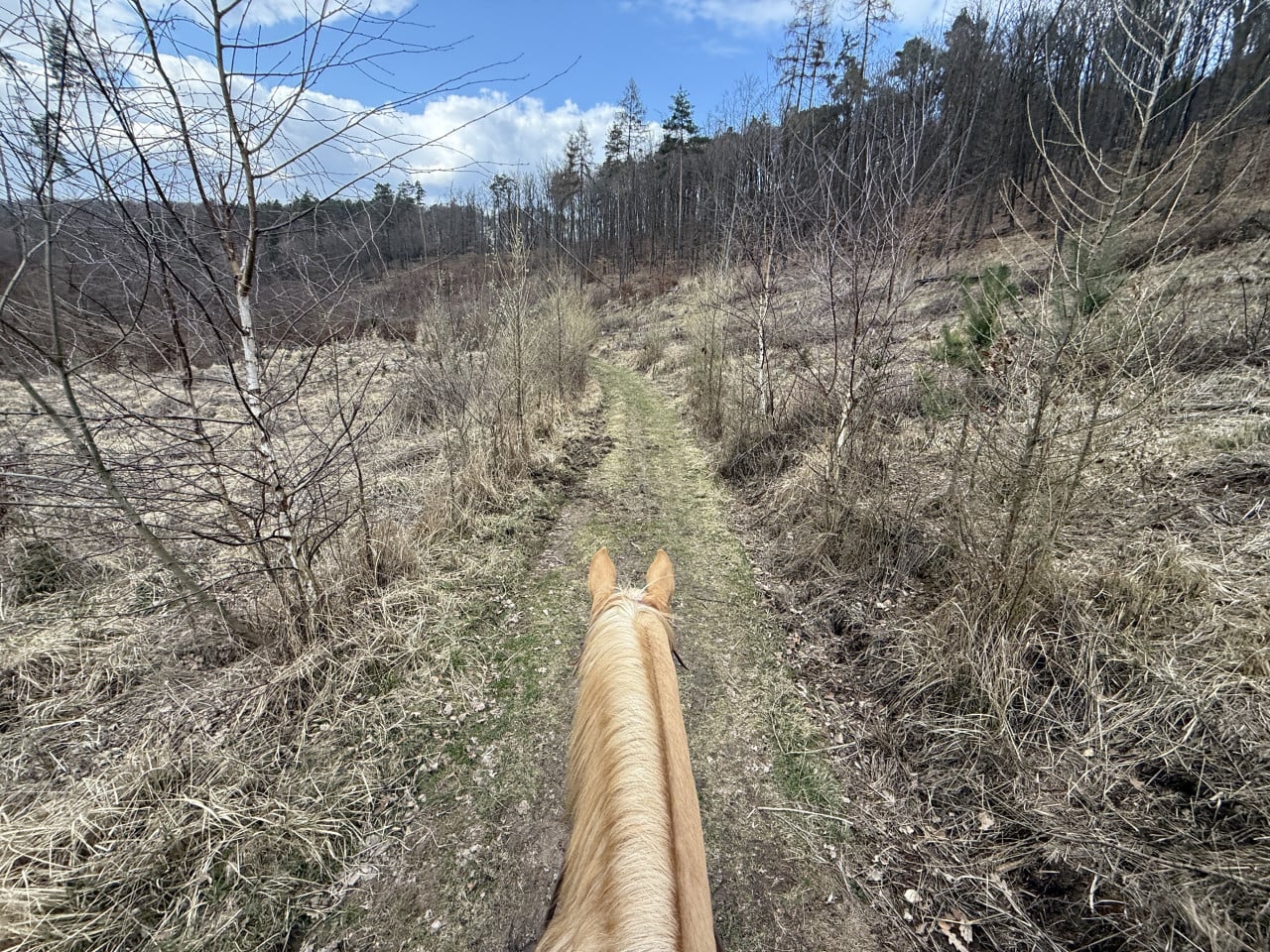 Pohled z koňského sedla na lesní stezku v Moravském krasu.