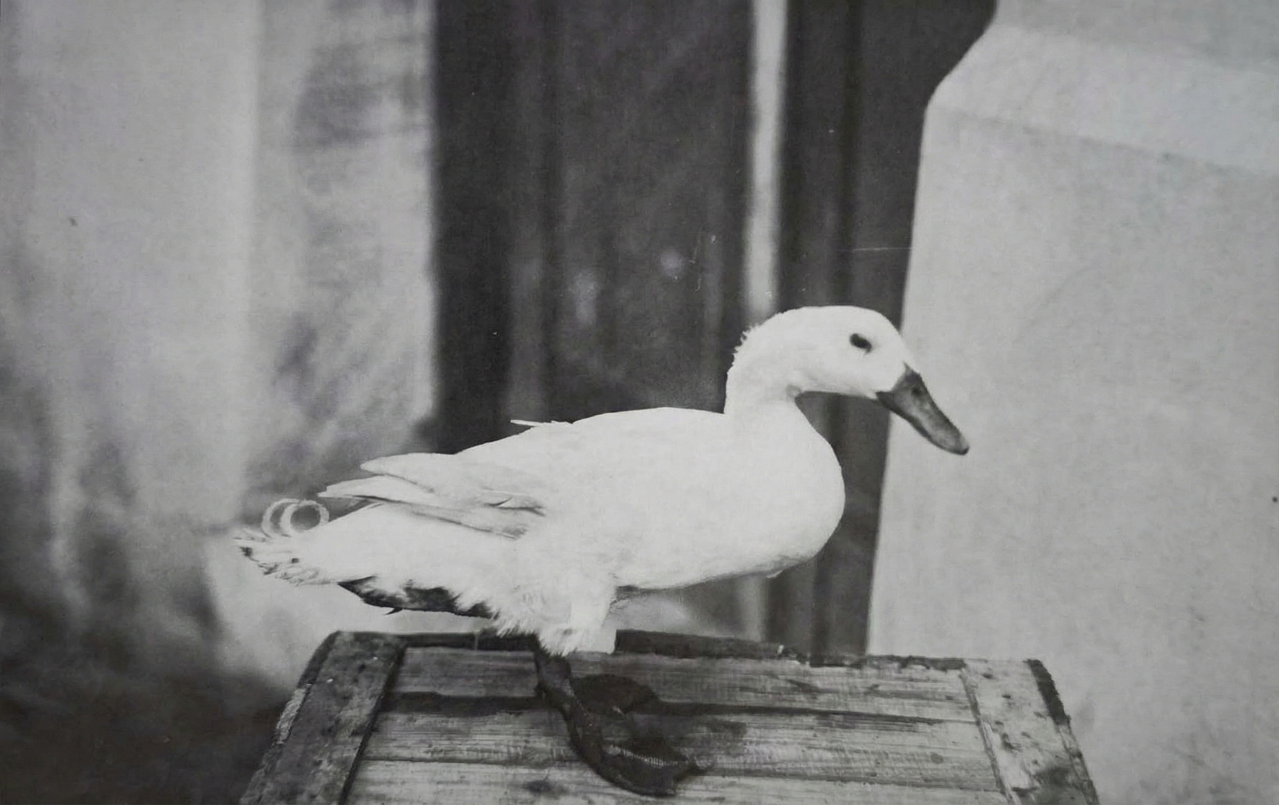 Kachna na výstavě dobytku ve Fort Worthu.