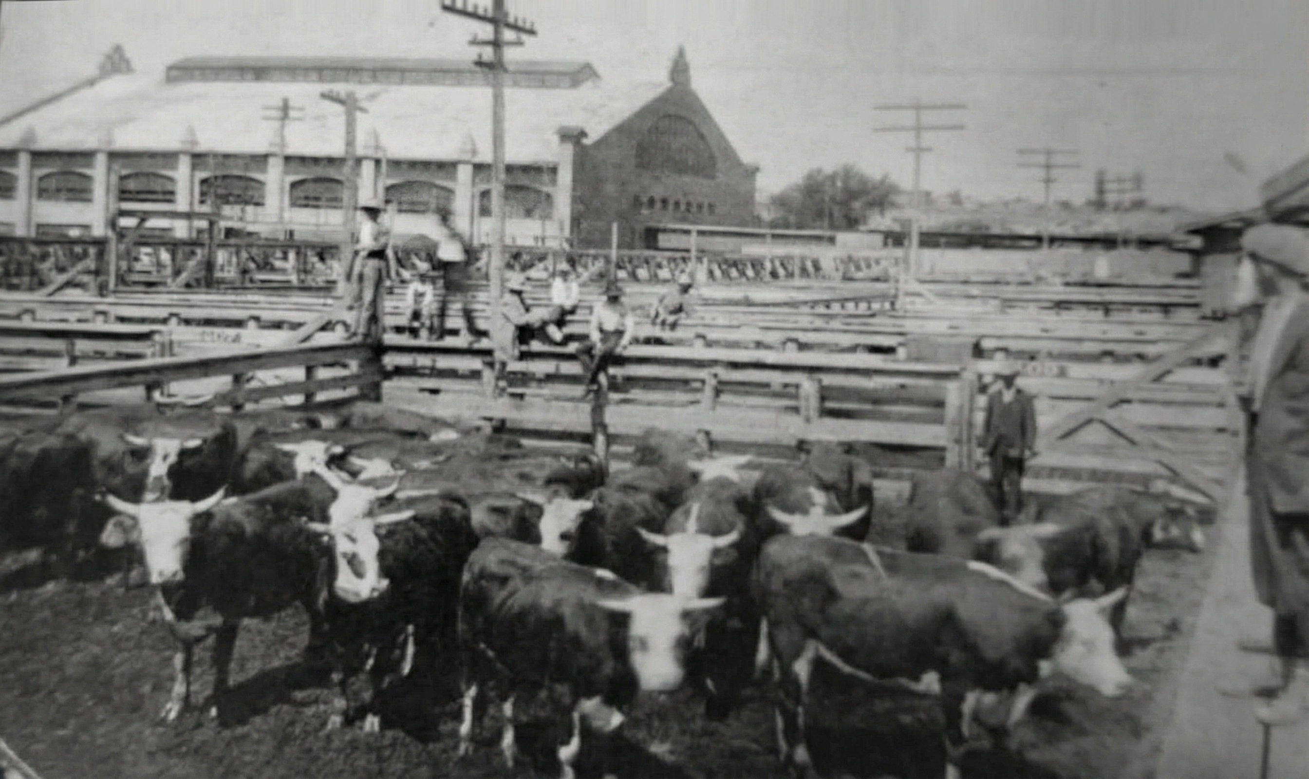 Krávy v ohradě ve Fort Worth Stockyards.