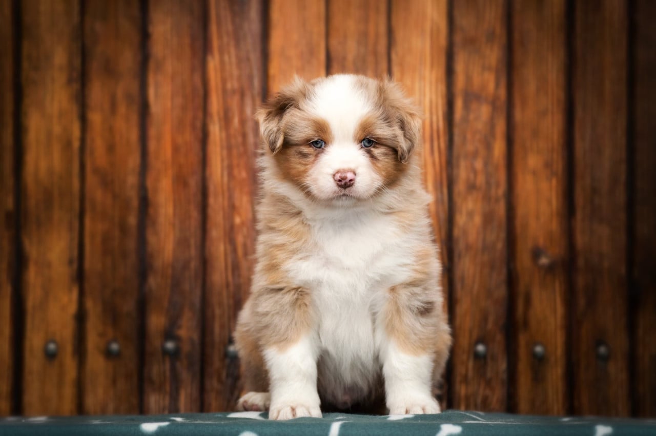 Když osud zaťuká dřív, než čekáte: Jak k nám přišel Bronko, štěně australského ovčáka