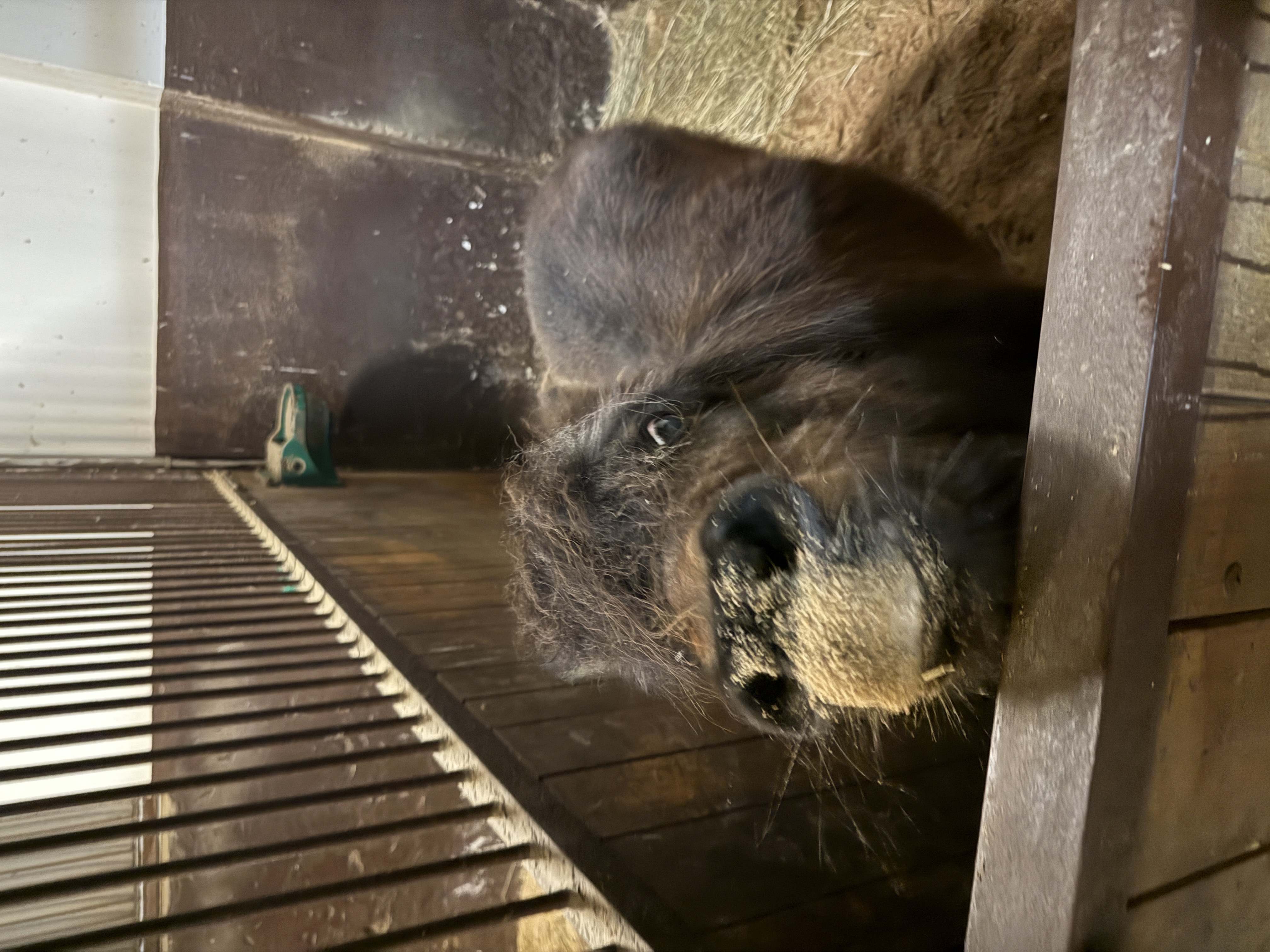 Bizonka mini shetland pony