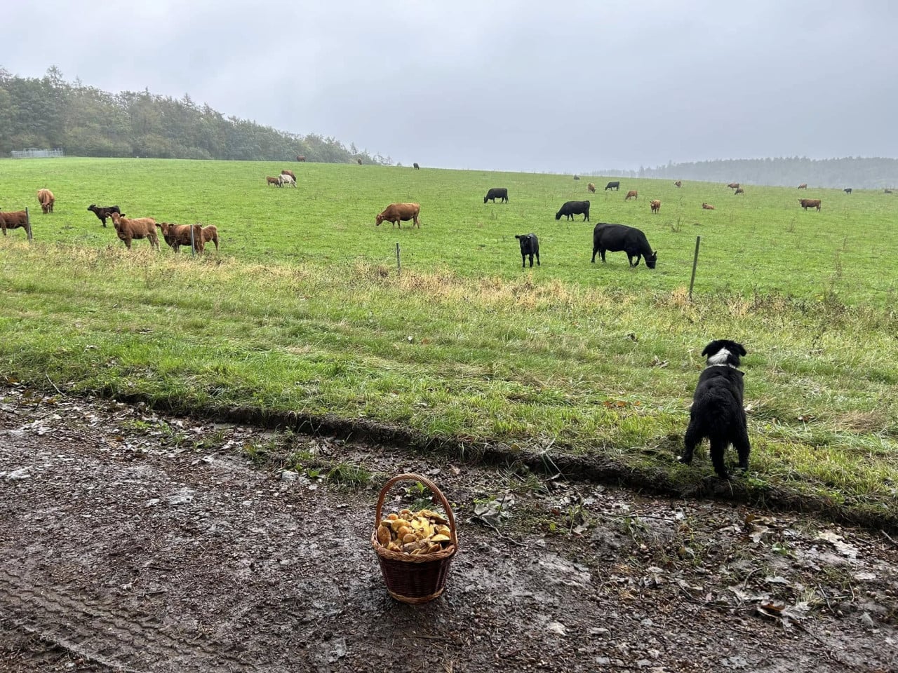 Australský ovčák sleduje krávy na pastvině, v popředí košík hub.