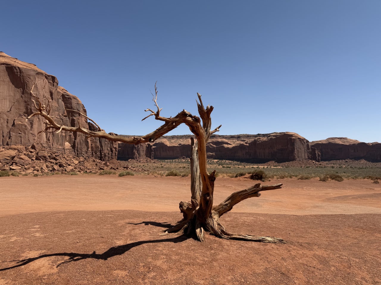 Uschlý strom v poušti Monument Valley, v pozadí červené skalní stěny