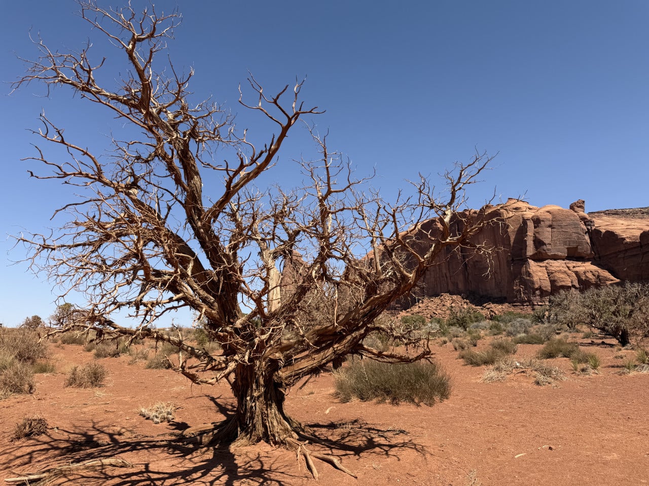 Suchý pokroucený strom v poušti, za ním červené skalní stěny Monument Valley.