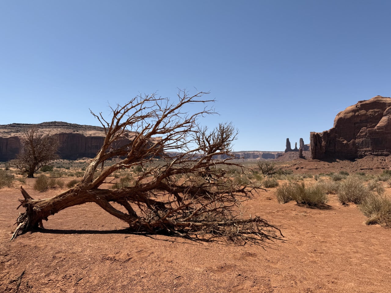 Uschlý strom v poušti, v pozadí červené skalní monumenty Monument Valley
