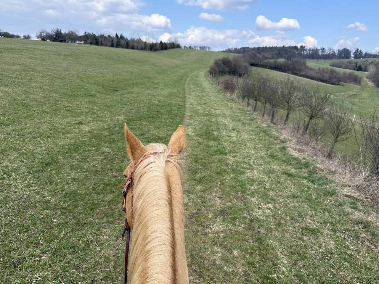 Pohled z hřbetu světle hnědého koně na jarní kopcovitou krajinu Moravského krasu.