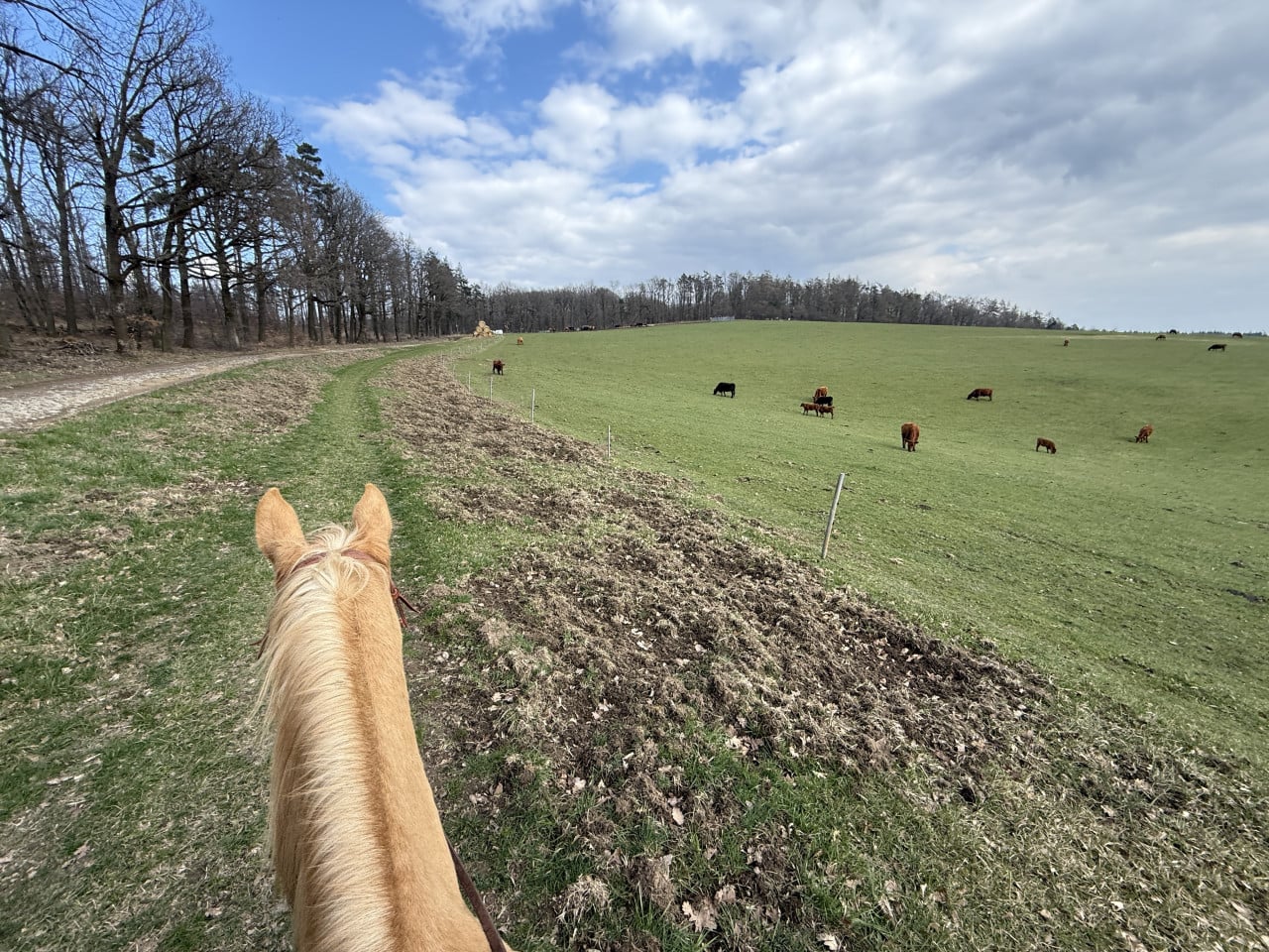 Pohled z koně na jarní pastvinu s pasoucími se kravami a lesem v Moravském krasu