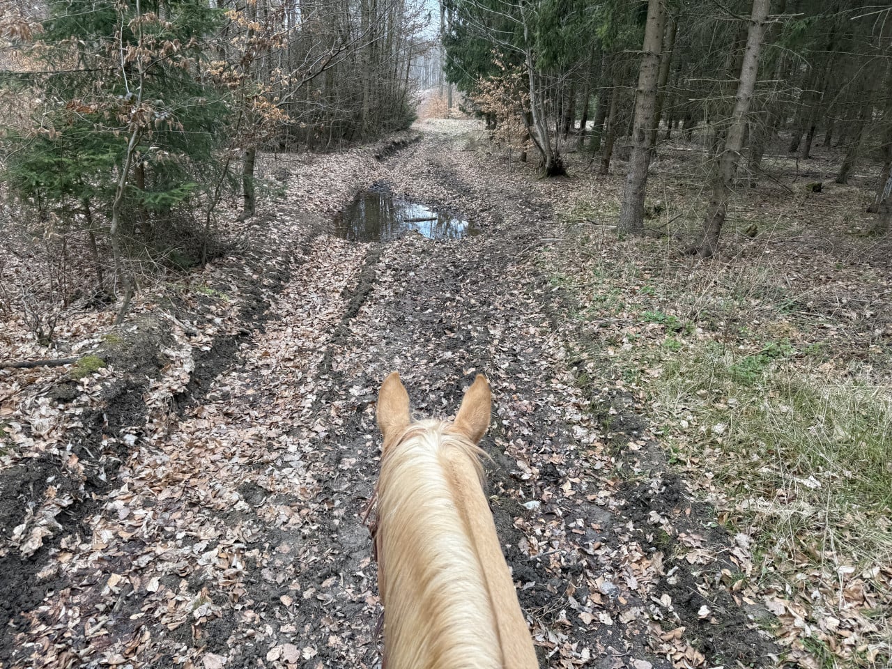 Pohled z koňského sedla na blátivou lesní cestu s kaluží v jarním lese.