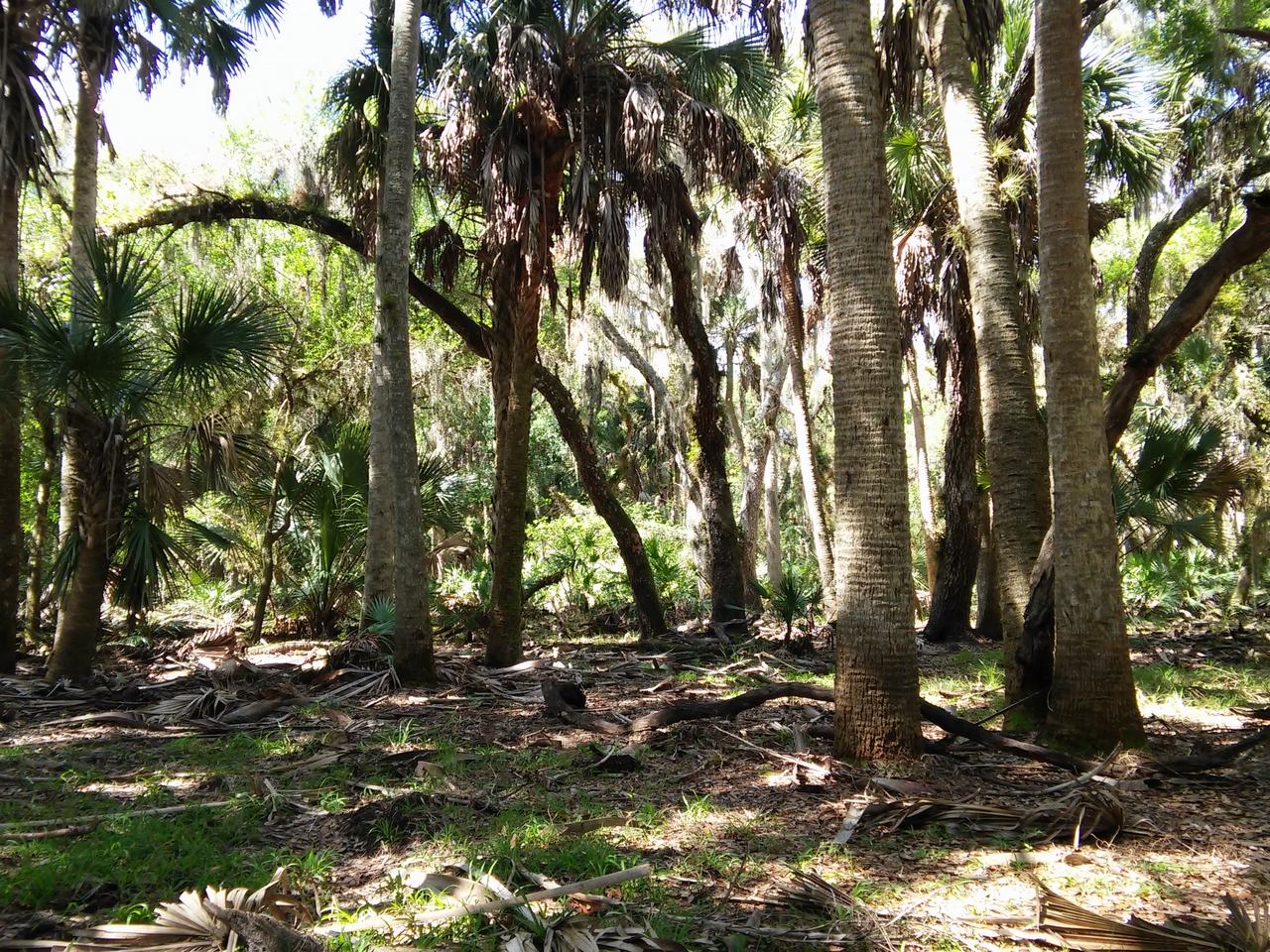 Slunečný palmový les s vysokými kmeny a hustým podrostem ve státním parku Myakka