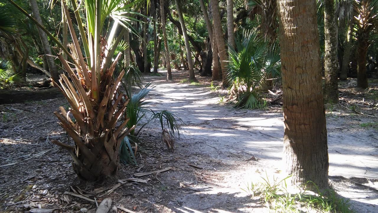 Písčitá stezka v palmovém lese Myakka River State Park zakončena stromy v přímém slunci