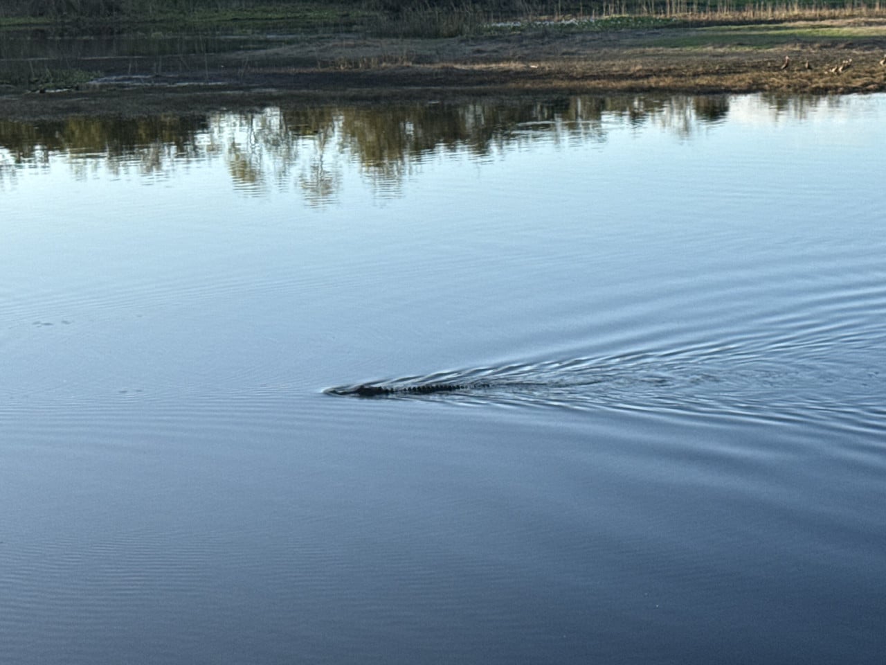 Aligátor plave v klidné vodě poblíž zalesněného břehu.