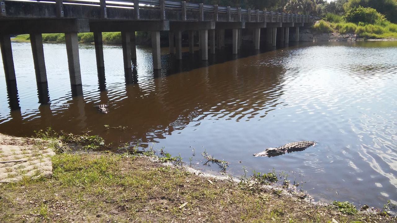 Aligátor plovoucí u břehu pod mostem nad řekou.