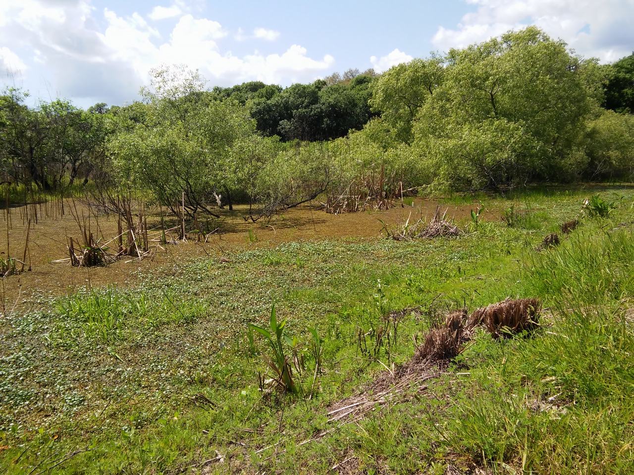 Bažinatá laguna s hustou zelení a stromy v Myakka River State Parku