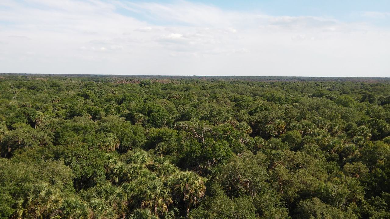 Letecký pohled na hustý zelený les a mokřady pod oblohou
